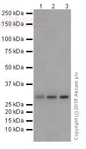 Anti-PMM1 antibody [EPR17844]  40µl