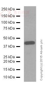 Anti-Nanog antibody [EPR2027(2)]  100µl