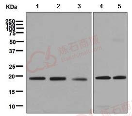 Anti-PERP antibody [EPR7885]  40µl