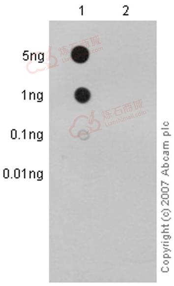 Anti-p95 NBS1 (phospho S343) antibody [EP178]  10µl