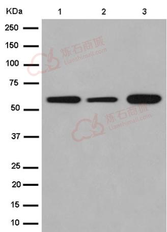 Anti-Emi1 antibody [EPR15320-103]  100µl