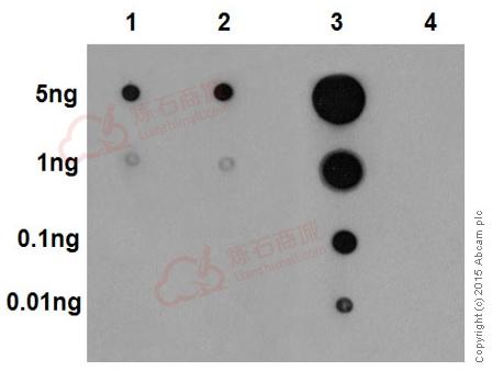 Anti-Erk1 (pT202/pY204) + Erk2 (pT185/pY187) antibody [EP197Y]  10µl