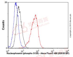 Anti-Nucleophosmin (phospho S125) antibody [EPR1856]  100µl