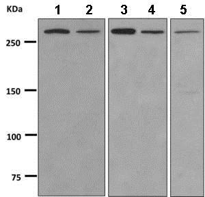 Anti-KAT4 / TBP Associated Factor 1 antibody [EPR7145(2)]  10µl