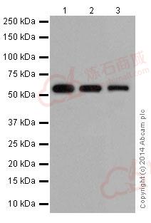 Anti-PPP2R5E antibody [EPR17147] - C-terminal  40µl