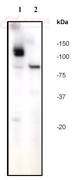Anti-PARP antibody [E78]  10µl