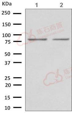 Anti-NOL9 antibody [EPR9578]  40µl
