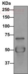 Anti-Dynein intermediate chain 2 antibody [EPR11224]  40µl