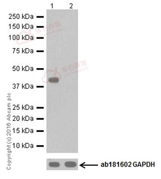 Anti-DUSP5 antibody [EPR19684]  40µl