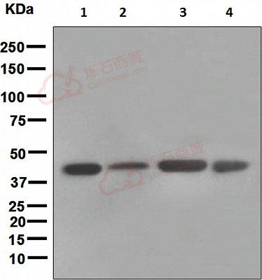 Anti-FNTB antibody [EPR4707]  100µl