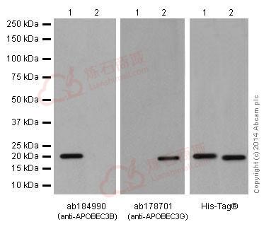 Anti-APOBEC3B antibody [EPR18138]  100µl