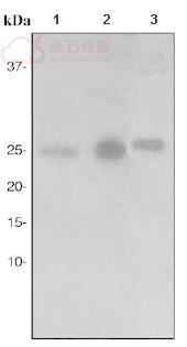 Anti-HMGB1 antibody [EPR3506]  40µl