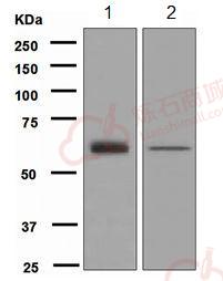 Anti-GRB7 antibody [EPR4378]  10µl