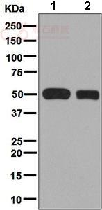 Anti-CYP2C19 antibody [EPR6576]  10µl