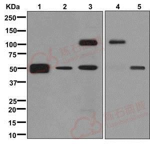 Anti-LOXL2 antibody [EPR12733] - C-terminal  40µl