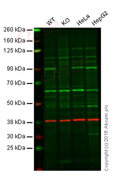 Anti-NAK/TBK1 antibody [EPR2867(2)-19]  10µl