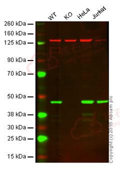 Anti-Caspase-9 antibody [EPR18108]  10µl