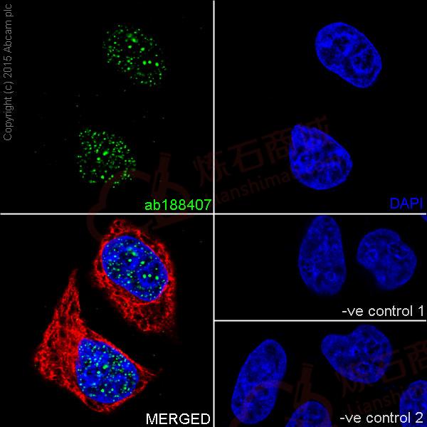 Anti-DMAP1 antibody [EPR18179]  100µl