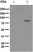 Anti-NAK/TBK1 (phospho S172) antibody [EPR2867(2)]  10µl