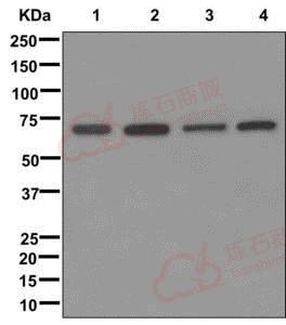 Anti-GRASP65 antibody [EPR12439] - C-terminal  100µl