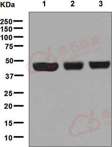 Anti-CTBP2 antibody [EPR7611(B)]  10µl