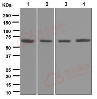 Anti-Arginyl tRNA synthetase antibody [EPR6298]  40µl
