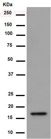 Anti-Hsp20 antibody [EPR14457] - N-terminal  100µl