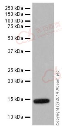 Anti-Histone H2B (crotonyl K5) antibody [EPR17483]  40µl