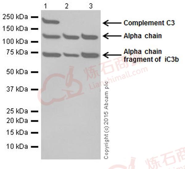 Anti-C3 antibody [EPR19394]  100µl