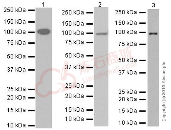 Anti-C2 antibody [EPR17979]  40µl