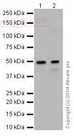 Anti-HNF-4-alpha antibody [EPR16787]  10µl