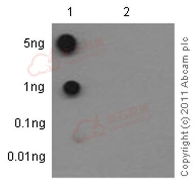 Anti-p53 (phospho T377) antibody [EPR5678]  10µl