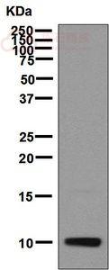 Anti-IP10 antibody [EPR7850]  40µl