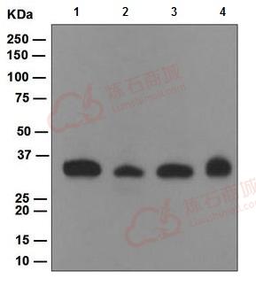 Anti-NEK6 antibody [EPR5282]  40µl