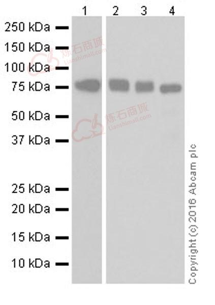 Anti-MTHFR antibody [EPR19781]  100µl