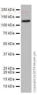 Anti-GOLPH4 antibody [EPR13439]  100µl