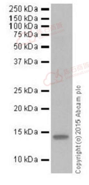 Anti-Histone H2A (crotonyl K119) antibody [EPR18769]  40µl