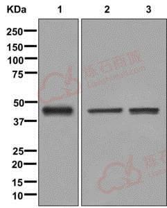 Anti-Islet 2 antibody [EPR12785]  40µl