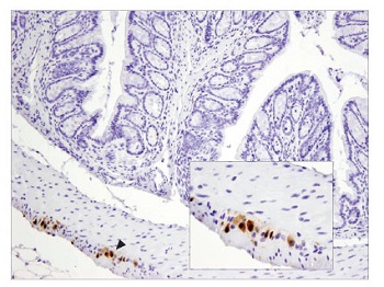 NeuN (D4G4O) XP® Rabbit mAb #24307---CST