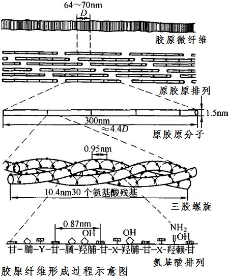 胶原纤维形成过程示意图