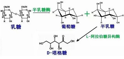 生物合成法 制备塔格糖