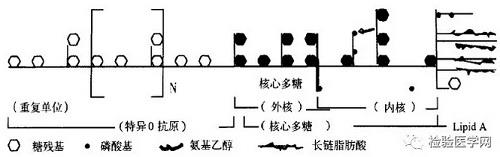 内毒素的多糖结构