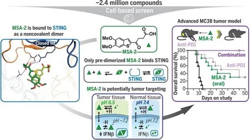 STING激动剂MSA-2，图片来自Science, 2020, doi:10.1126/science.aba6098。