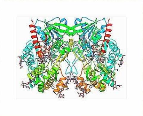 Glucose oxidase.jpg