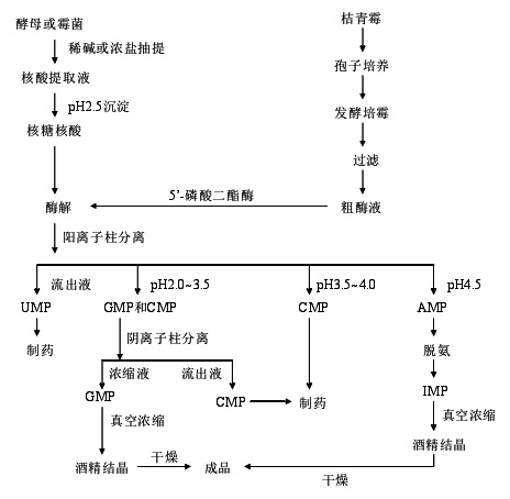 酶解RNA生产呈味核苷酸工艺