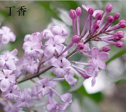 丁香花