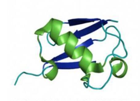 Phosphatase-2AC antibody.jpg