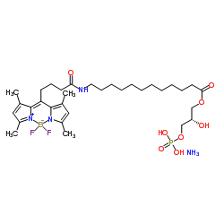 1-{12-[4-(dipyrrometheneboron difluoride)butanoyl]amino}dodecanoyl-2-hydroxy-sn-glycero-3-phosphate